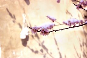 blooming tree against the wall