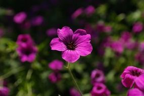 Purple geranium in the sunlight