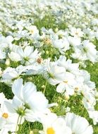 White flowers in a field