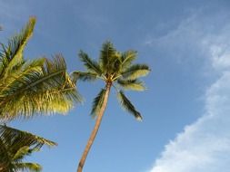 Beautiful green and yellow palm trees in Hawaii