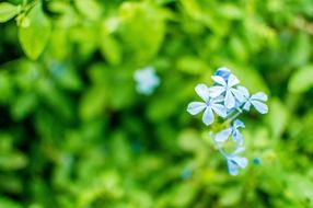 blue forget-me-not flowers