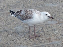 seagull, young silver gull stands on pavement