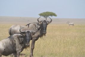 wild herbivores in the savannah