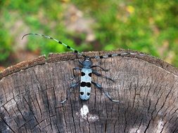 blue bug on the tree stump