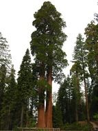 big sequoias in california national park