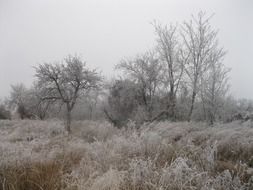 Frozen trees in the winter