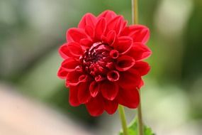 Red exotic flower on a blurred background