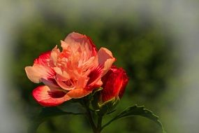 Beautiful blooming red gradient flower at blurred background