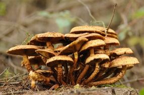 forest mushrooms like a bush