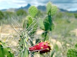 opuntia venezuela plant close-up