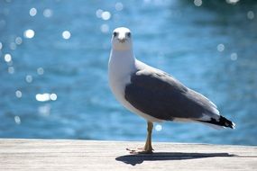 white gull on a background of blue ocean water