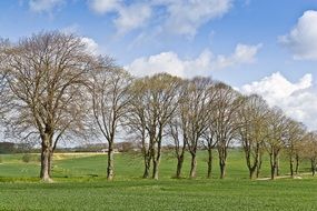 trees planted in a row in a meadow