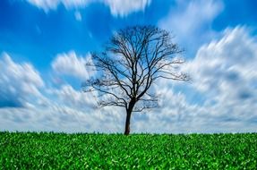 computer generated image of a lone tree on a green meadow