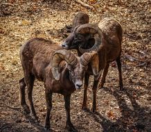 bighorn sheep or ovis canadenis