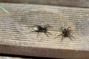 Black spider on wooden board