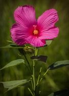 pink swamp hibiscus