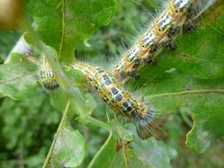 hairy yellow caterpillar