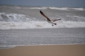 Seagull flies over the waves