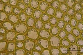 bazzania tricrenata microscopic view macro