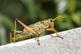 Grasshopper on the stone