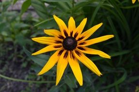 nature flower yellow detail