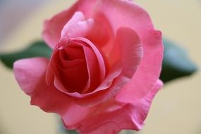 Close-up of the beautiful, gradient pink flower