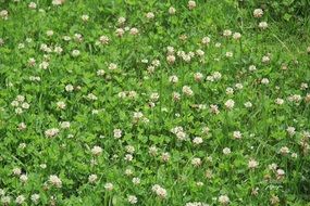 white flowers on a green meadow