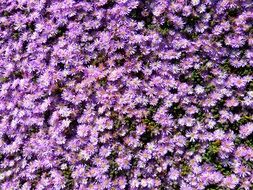 ice plant, lampranthus pink blossom, background