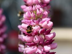 bumblebee on a pink geocint