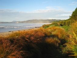 Green plants on the coastline in New Zealand