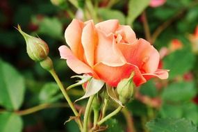 beautiful peach rose