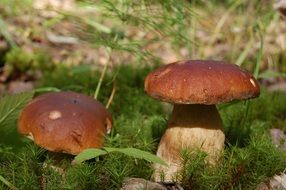 White mushrooms on the green grass in the forest