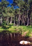 forest pond in Utah