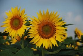yellow sunflowers