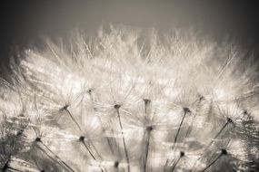 white dandelion ball close up