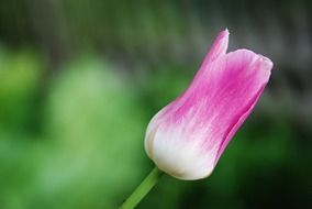 Pink tulip on a green background