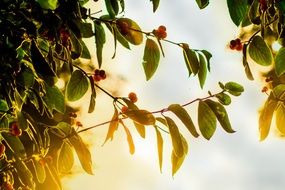 berries and green leaves on a tree