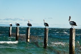 very beautiful pelicans posts