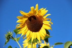 picture of sunflower on the blue sky