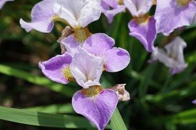 gently purple iris