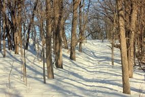 minnesota, winter forest