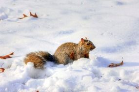 squirrel winter wildlife snow