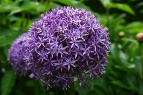 purple inflorescences of allium sphaerocephalon