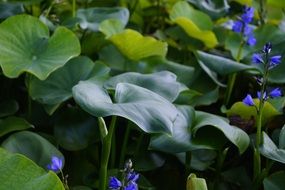 green lotus leaves in the pond