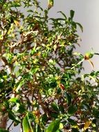 green leaves bonsai against the sky