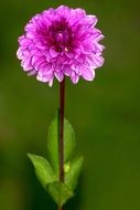 purple dahlia at green blurred background