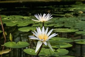two large water lilies on a pond close up
