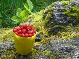 strawberries in the cup