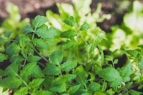 young tomato leaves in spring