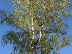 birch tree autumn